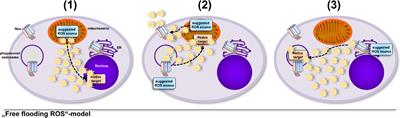Reactive Oxygen Species: Not Omnipresent but Important in Many Locations